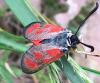 Zygaena loti